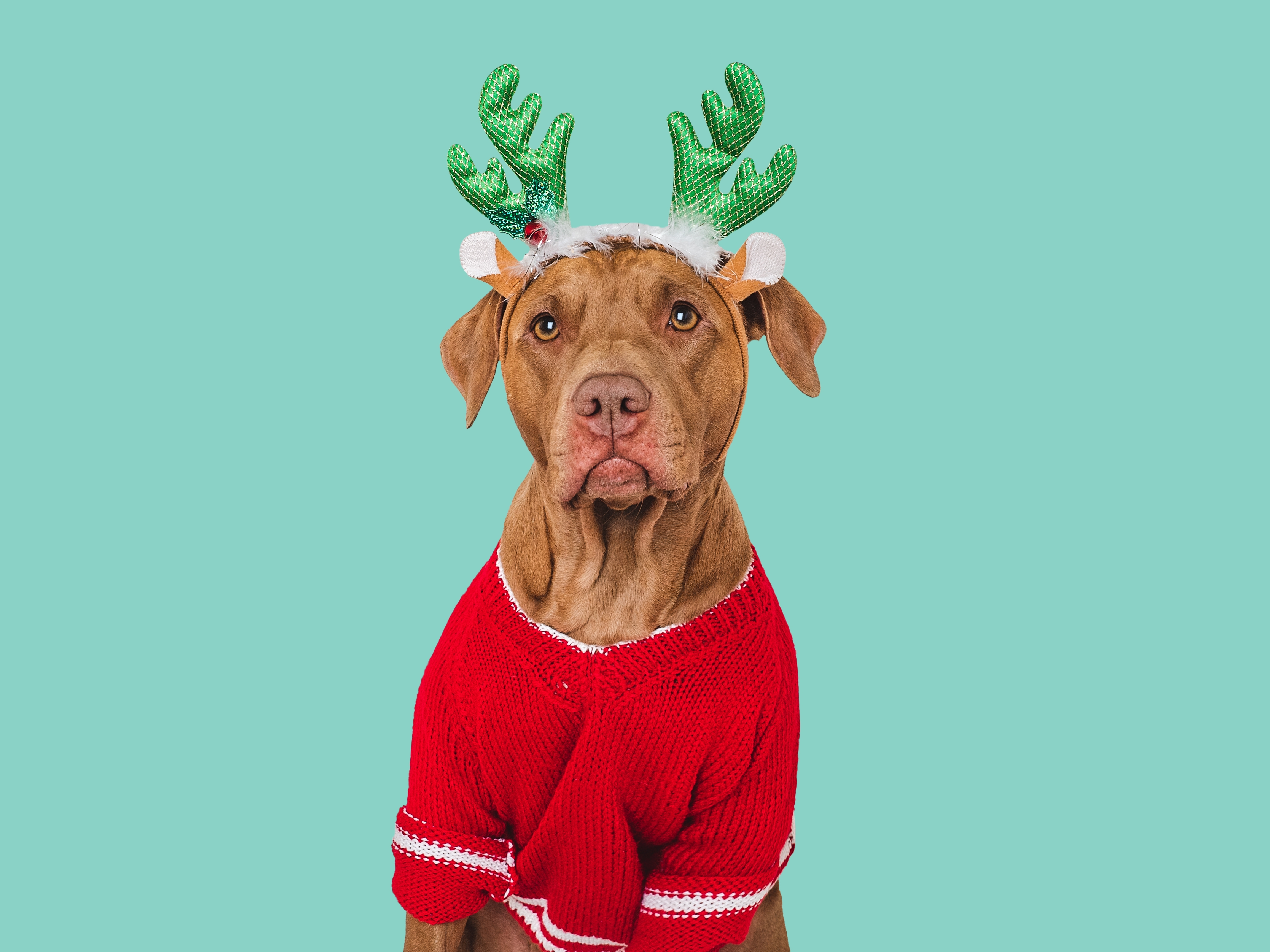 Shutterstock 2385542939