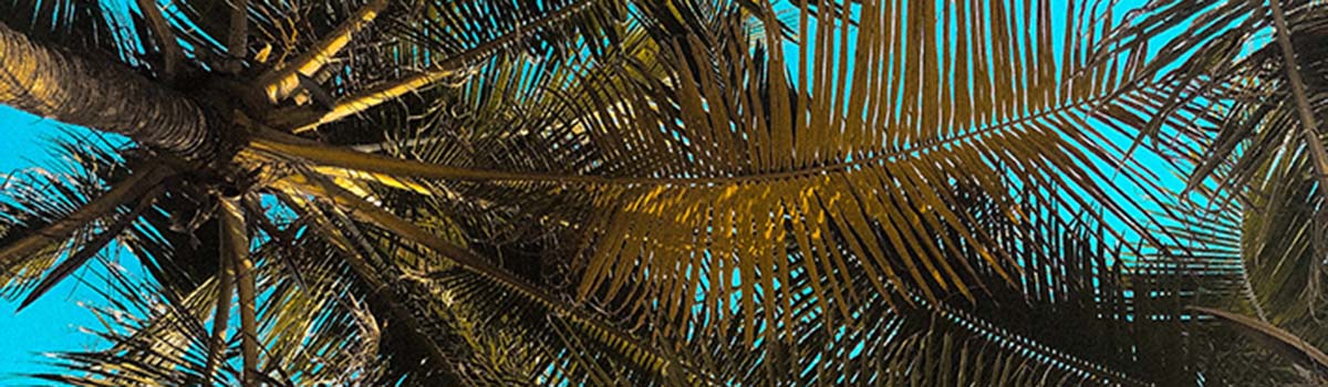 Coconut Tree 72 RGB 2