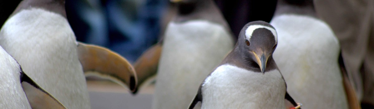 Penguines 1200X350